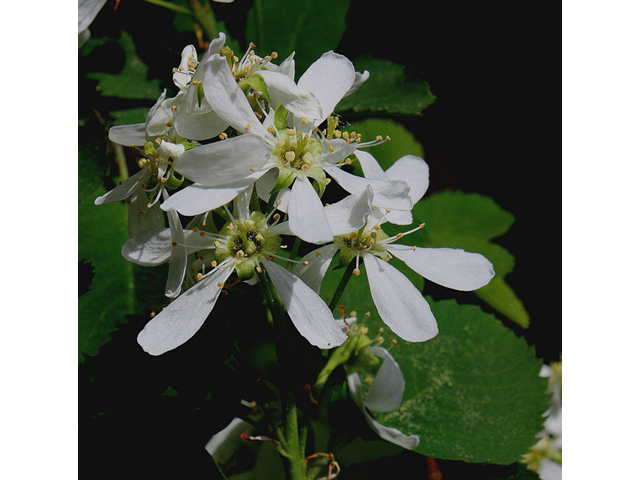 Amelanchier alnifolia (Saskatoon serviceberry) #44631