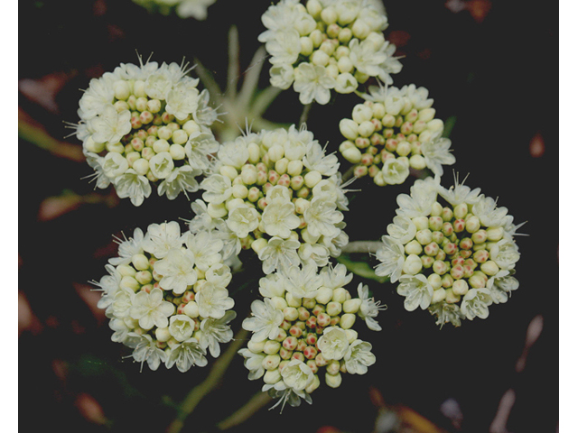 Eriogonum umbellatum var. majus (Subalpine sulfur flower) #44632