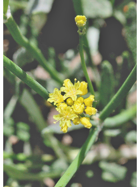 Stenogonum salsuginosum (Salty buckwheat) #44634