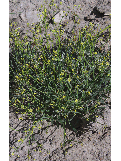 Eriogonum leptocladon (Sand buckwheat) #44636