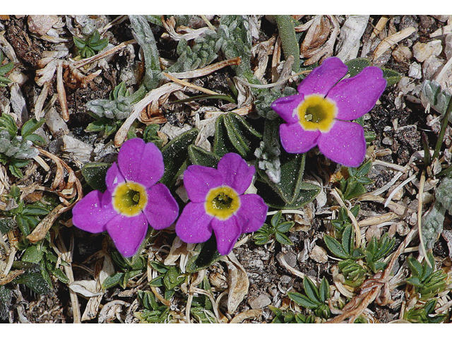 Primula angustifolia (Alpine primrose) #44642