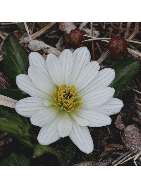 Caltha leptosepala var. leptosepala (White marsh-marigold) #44643