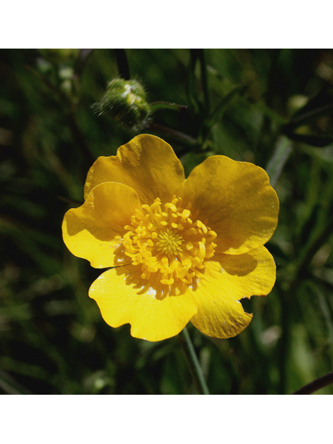 Ranunculus acriformis (Sharpleaf buttercup) #44657