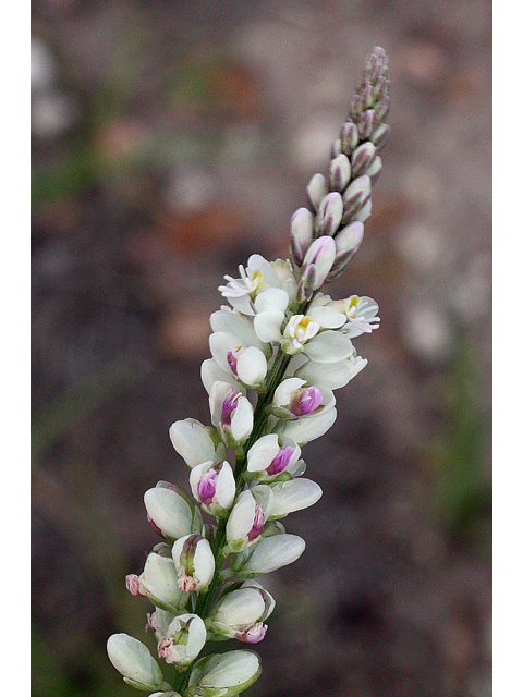 Polygala alba (White milkwort) #44663