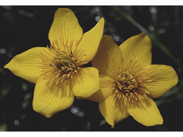 Caltha palustris (Yellow marsh marigold) #44667