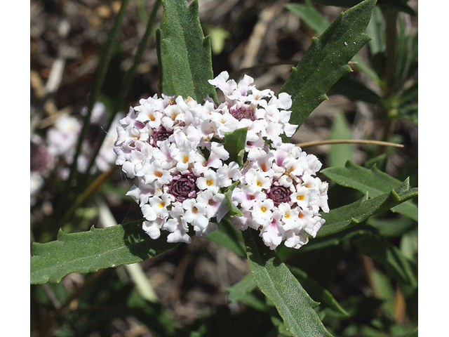 Phyla cuneifolia (Wedgeleaf) #45528