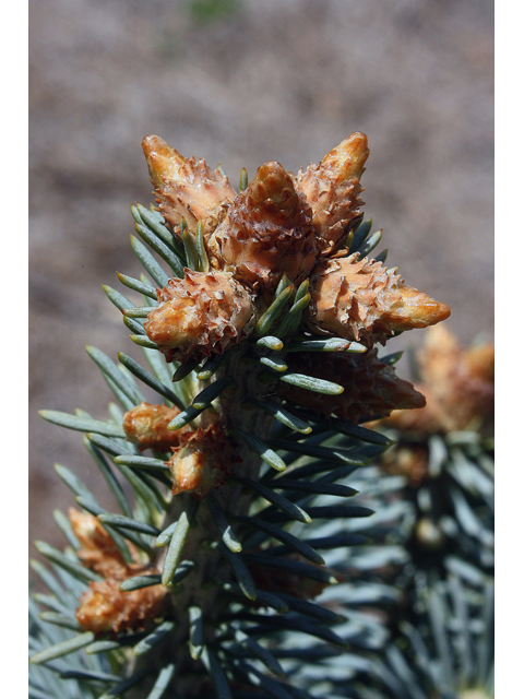 Abies lasiocarpa (Subalpine fir) #45536