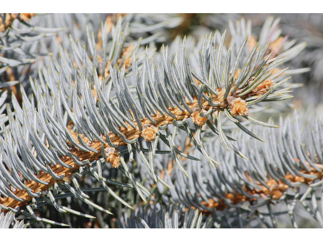 Picea pungens (Blue spruce) #45538