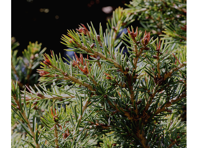Picea rubens (Red spruce) #45541
