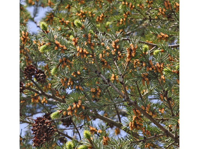 Pseudotsuga menziesii (Douglas fir) #45542