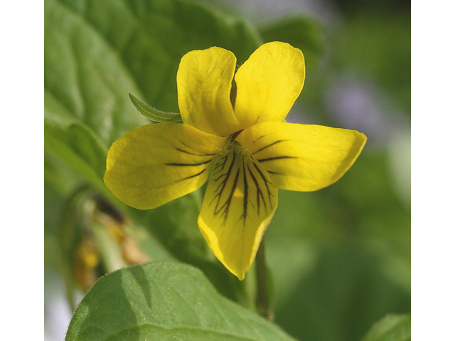 Viola pubescens (Downy yellow violet) #45550
