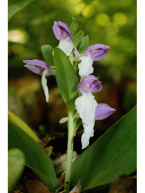 Galearis spectabilis (Showy orchid) #45552