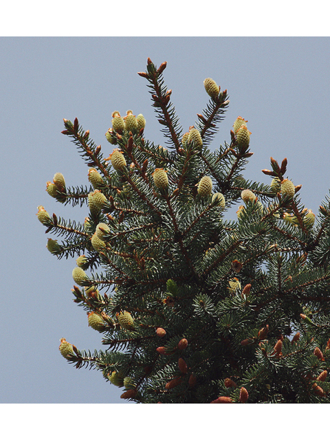 Picea pungens (Blue spruce) #45554