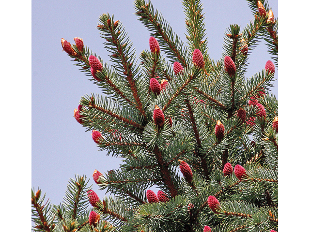 Picea pungens (Blue spruce) #45555