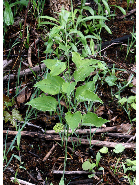 Smilax illinoensis (Illinois greenbriar) #45557