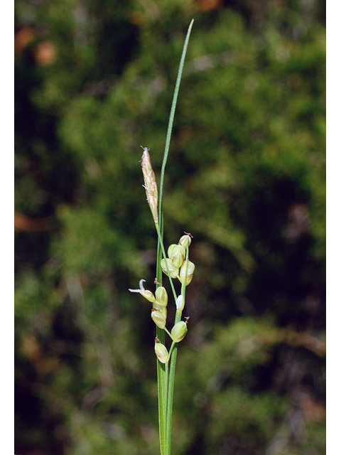 Carex aurea (Golden sedge) #45560