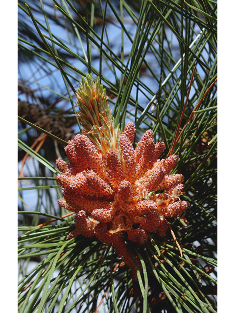 Pinus resinosa (Red pine) #45562