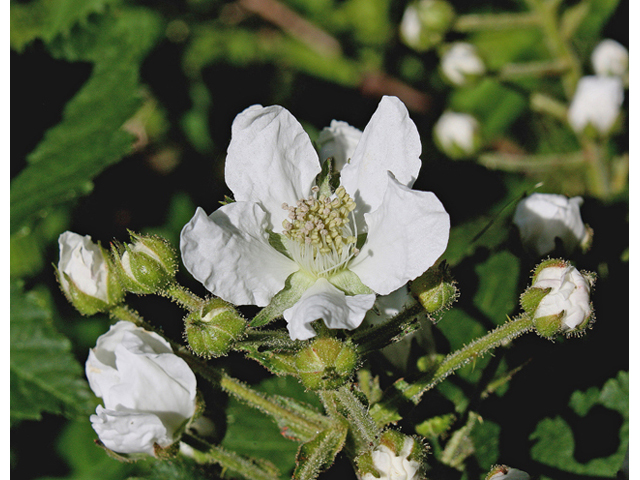 Rubus allegheniensis (Allegheny blackberry) #45565