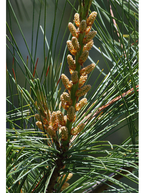 Pinus strobus (Eastern white pine) #45572