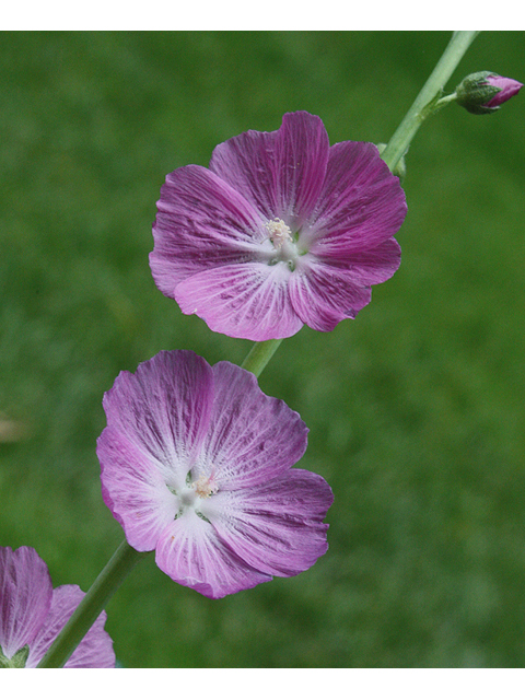 Sidalcea malviflora (Dwarf checkerbloom) #45591
