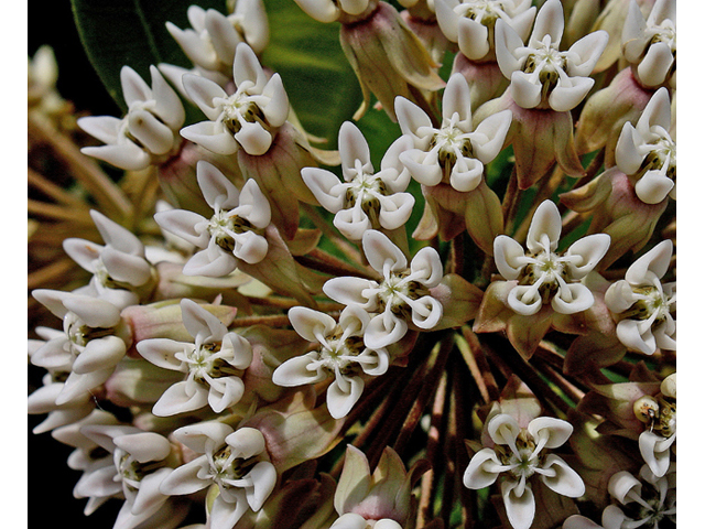 Asclepias syriaca (Common milkweed) #45596