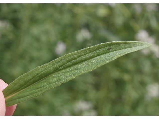 Pycnanthemum verticillatum (Whorled mountainmint) #45601