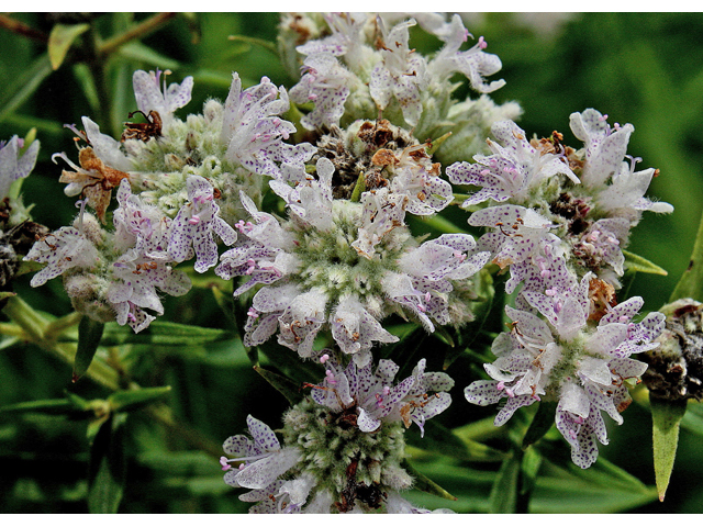 Pycnanthemum verticillatum (Whorled mountainmint) #45602