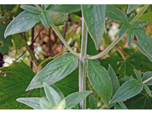 Pycnanthemum incanum (Hoary mountain mint) #45603