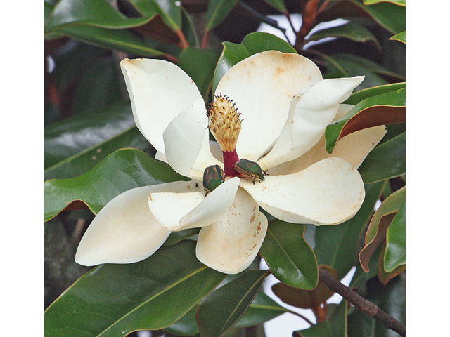 Magnolia grandiflora (Southern magnolia) #45611