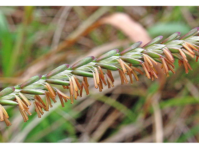Tripsacum dactyloides (Eastern gamagrass) #45614