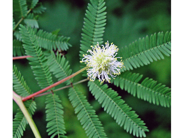 Desmanthus illinoensis (Illinois bundleflower) #45615