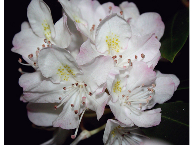 Rhododendron maximum (Great laurel) #45626