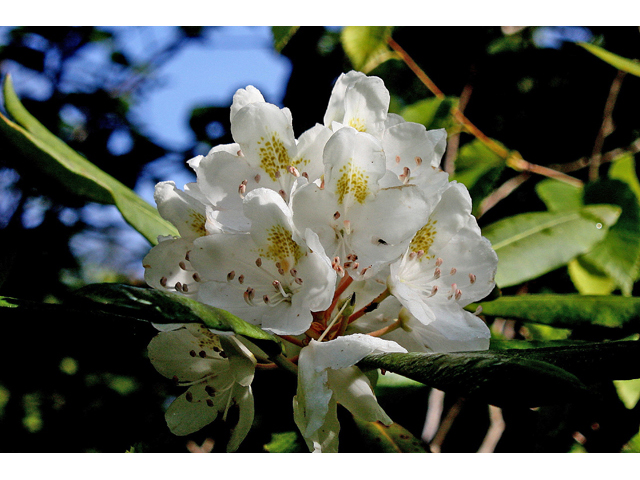 Rhododendron maximum (Great laurel) #45628