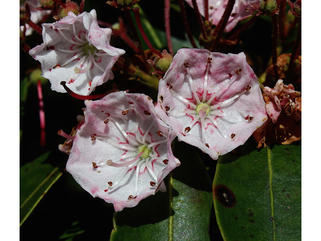 Kalmia latifolia (Mountain laurel) #45634