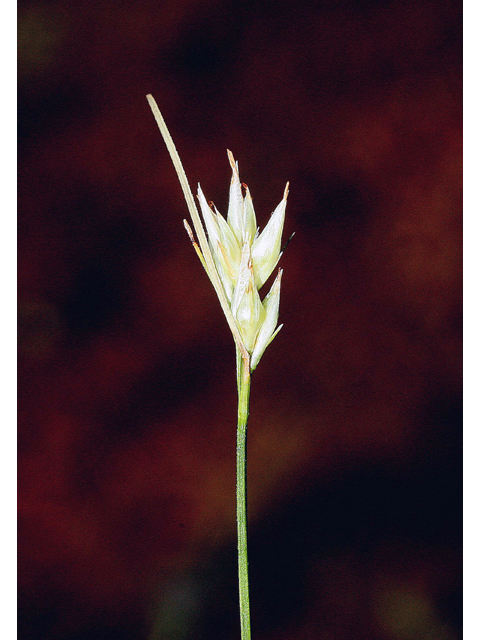 Rhynchospora alba (White beaksedge) #45636
