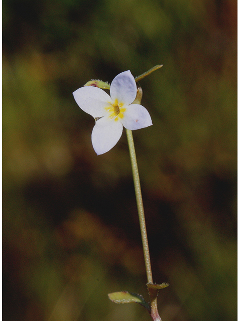 Houstonia serpyllifolia (Thymeleaf bluet) #45638