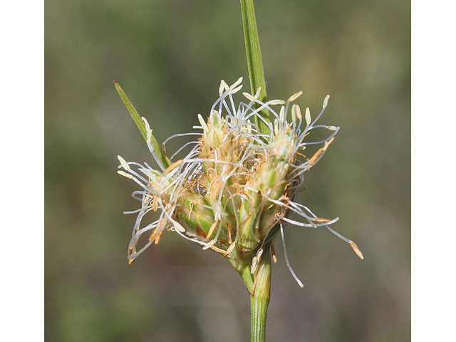 Eriophorum virginicum (Tawny cottongrass) #45639