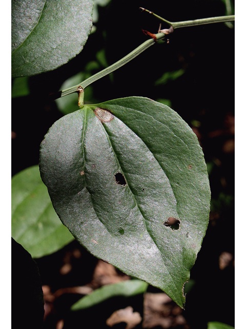 Smilax rotundifolia (Roundleaf greenbriar) #45647