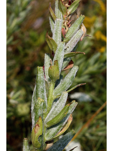 Oenothera villosa (Hairy evening primrose) #46705
