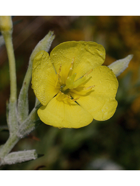 Oenothera villosa (Hairy evening primrose) #46706