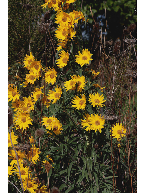 Helianthus maximiliani (Maximilian sunflower) #46712