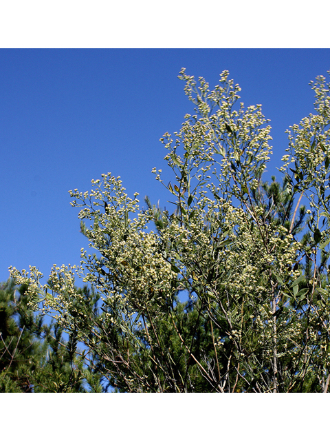 Baccharis halimifolia (Groundseltree) #46717