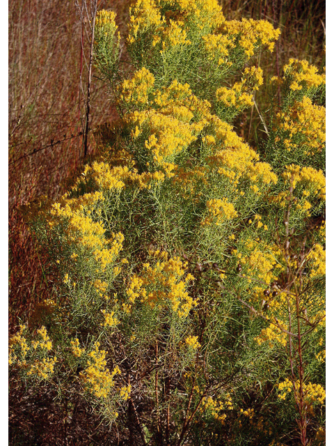 Euthamia caroliniana (Slender goldentop) #46727