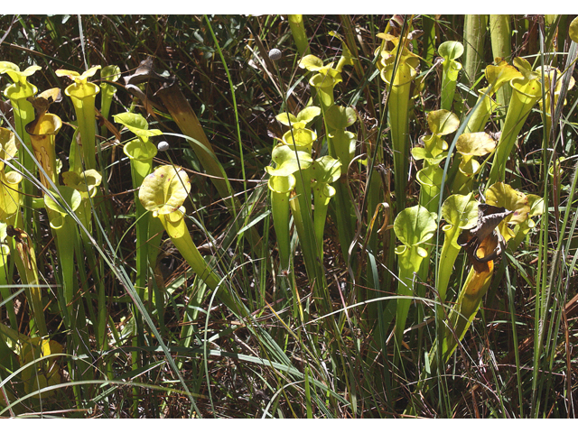 Sarracenia flava (Yellow pitcherplant) #46743