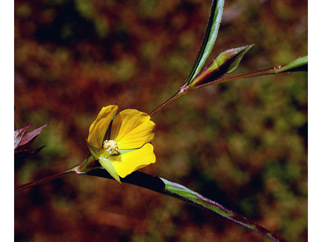 Ludwigia decurrens (Wingleaf primrose-willow) #46745