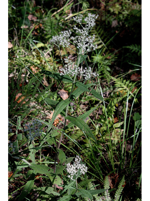Eupatorium sessilifolium (Upland boneset) #46746
