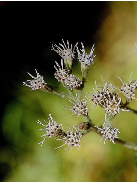 Eupatorium sessilifolium (Upland boneset) #46748