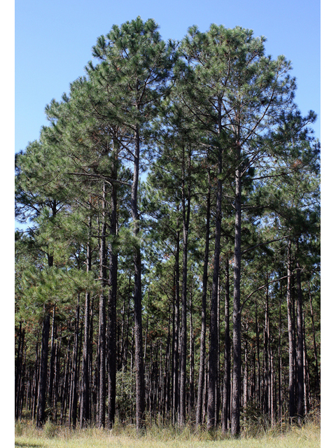 Pinus palustris (Longleaf pine) #46755
