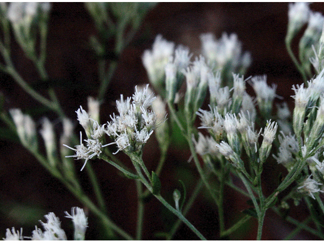 Eupatorium semiserratum (Smallflower thoroughwort ) #46769
