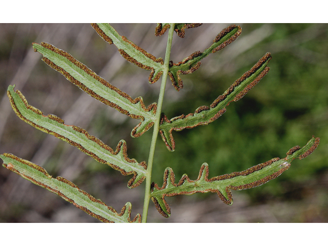 Pteridium aquilinum (Western bracken fern) #46799